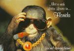 rich monkey.jpg